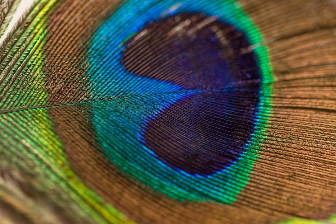 Photo Feather extensions